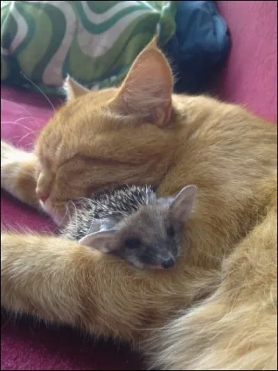 Quel animal cette chatte a-t-elle allaité ? Vidéo à voir !