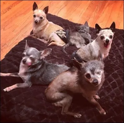 Ces quatre chiens âgés et calmes ont participé à l'éducation de ce chaton plein de fougue. Ce sont des...