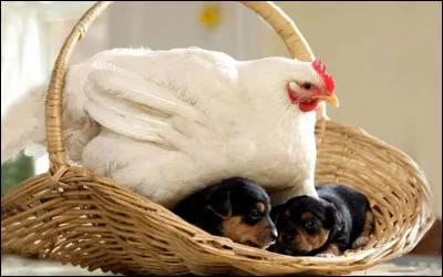 Que couve cette poule ?