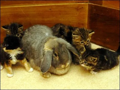 Qui élève les chatons abandonnés ?