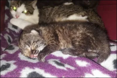 En quelques minutes, cette chatte a accepté ce bébé félin déposé à côté de ses chatons. Quand il sera grand, ses oreilles triangulaires seront surmontées d'une touffe de poils noirs. Quel est cet animal ?
