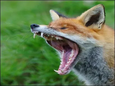 Se jeter dans la gueule du/e...