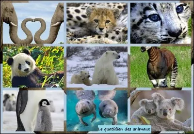 Quel animal te représente ?