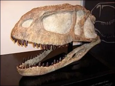 Sur l'image, vous pouvez voir le crâne de l'abélisaure.