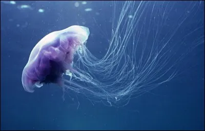 Quel est cet animal apparu dans les premiers ?