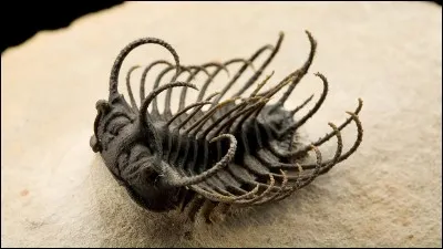 Quand les invertébrés sont-ils apparus ?