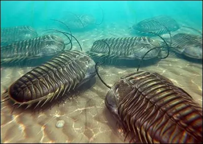 Les trilobites (image) ne dépassent pas...
