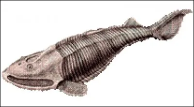 Quelle est la particularité de l'ostracoderme ?