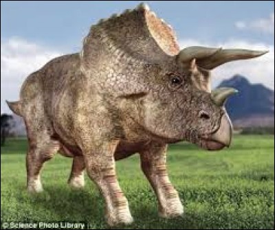 Le tricératops était carnivore.