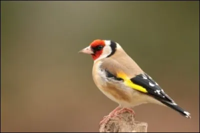 Quel est cet oiseau ?
