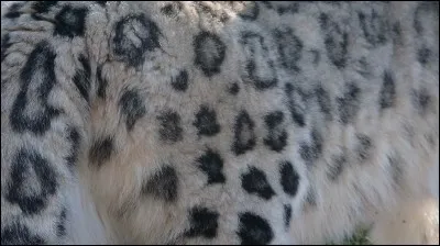 Belle fourrure ! Quel animal en est "revêtu" ?