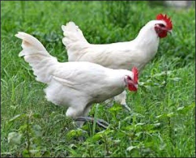 Quelle est la première des marques d'identification d'un mâle (ou d'une femelle) issu du poussin de race Gauloise de Bresse, mais tous deux fermes poulets ?