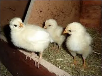 De quel poussin est issue la poularde à la peau fine, nacrée, dont la chair est tendre et juteuse ?