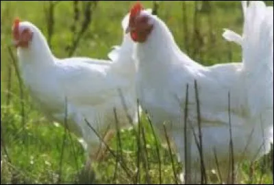 Quel est le régime alimentaire de ces volailles longuement choyées avant de passer à la casserole ?!