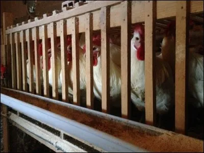 Après 4 ou 5 mois de ce régime, selon que l'on est poulet, chapon ou poularde, que font les volailles ?