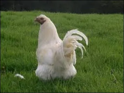 Vers Pâques, qu'arrive-t-il au poussin mâle de race Gauloise de Bresse qui a grandi ?
