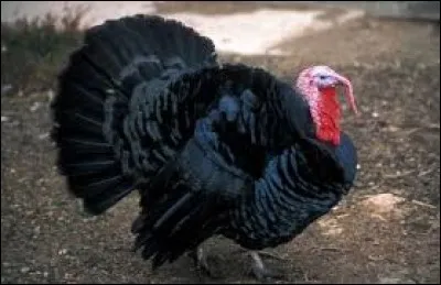 Une autre volaille pourrait porter le titre de reine noire de Bresse, laquelle ?