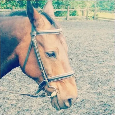 Que porte la jument sur sa tête ?