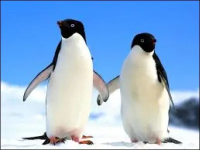 Quel est le cri du pingouin ?