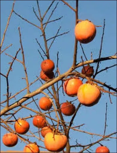 Sur quel arbre poussent les kakis ?