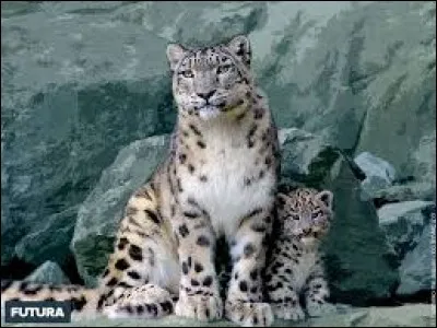 Pourquoi ses oreilles sont-elles petites ?