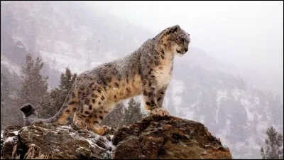 La panthère des neiges est un félin avec l'instinct grégaire.