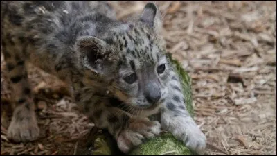 Quel type de lois protège l'espèce ?