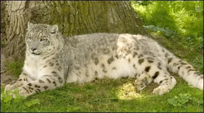 Où trouve-t-on des panthères des neiges en France ?