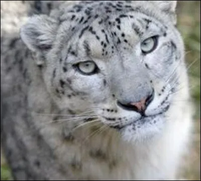 À quel ordre appartient-elle ?