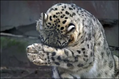 Ses griffes sont-elles rétractiles ?