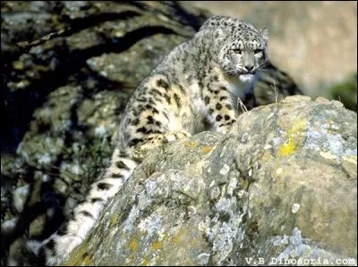 La nature a doté ce bel animal d'un équipement parfaitement fonctionnel et particulièrement efficace. Qu'a-t-il sous les pattes lui évitant de glisser ?