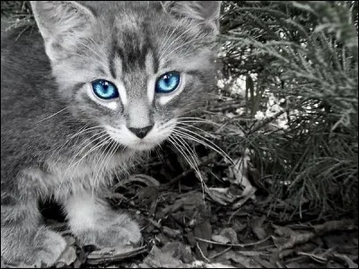 Qui est l'auteur du roman "Le chat" ?