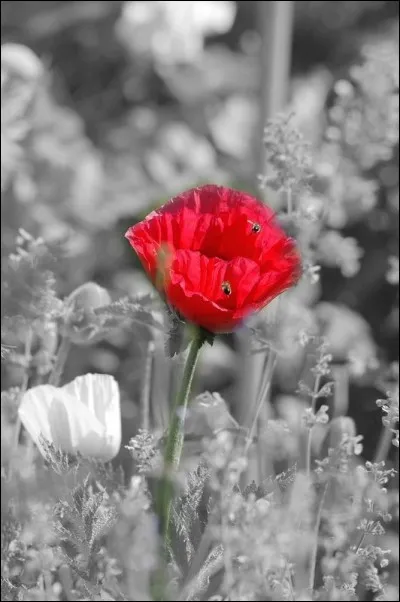 A quelle famille botanique appartient le coquelicot ?
