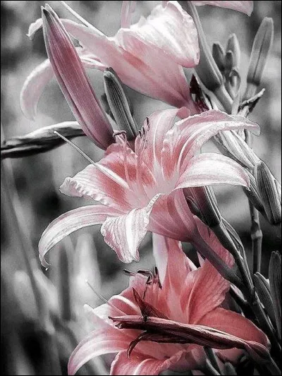 Combien les fleurs de lys ont-elles de pétales ?