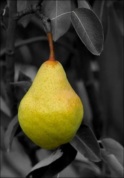 Laquelle de ces variétés n'est pas une poire ?