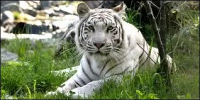 Quel est le nom de ce magnifique félin ?