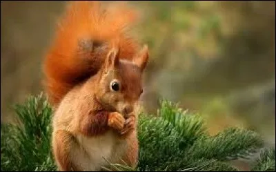 Comment s'appelle ce joli petit animal ?