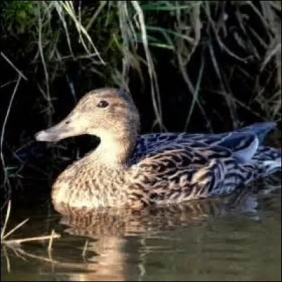 Lequel de ces verbes d&eacute;finit le cri du canard ?