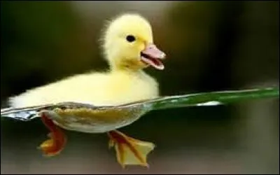 Lequel de ces petits animaux ne d&eacute;signe pas un petit du canard ?