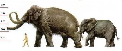 Mammuthus sungari (9,10m ; 17T) est le plus lourd des pachydermes. 
Il a vécu...