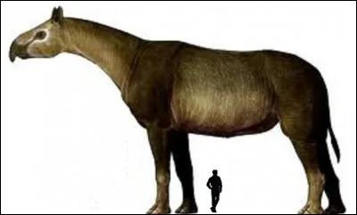 Mammuthus sungari n'est pourtant pas le plus lourd mammifère terrestre de que la Terre ait jamais porté. Le Paracerathérium (8m ; 20T) le dépasse en hauteur et en poids.
Il a vécu...