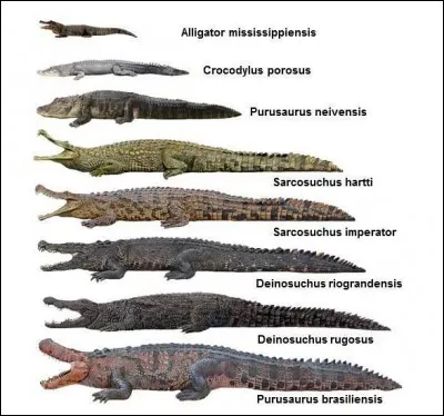Malgré ses 6 mètres, Quinkana faisait petite figure face aux plus grands crocodiles aquatiques de tous les temps (Sarcosuchus, Deinosuchus et Purussaurus) qui pouvaient atteindre une taille supérieure à 11 mètres. 
Parmi ces crocodiles, lesquels ont vécu à la même époque que Quinkana ?