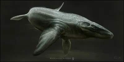 Megalania faisait figure de nain comparé à son proche cousin, le Mosasaure maximus (taille 15 mètres), l'un des plus longs reptiles marin de tous les temps.
Cet animal vivait...