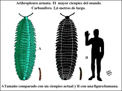 Artropleura (taille 2m60) est le plus grand invertébré terrestre de tous les temps.
Il vivait au même moment que Méganeura, le plus grand insecte volant ; c'était :