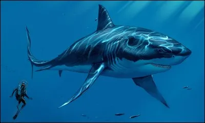 Cependant, le Leedsichthys ne se nourrissait probablement que de très petits animaux comme le plancton. Ce qui n'est pas le cas du Mégalodon (taille 16 mètres) le plus grand requin de tous les temps.
Ce requin a vécu...