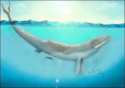 Le Livyatan n'est pourtant pas le plus long cétacé à dents de tous les temps. Cette place revient à Basilosaure, qui mesurait 18 mètres et vivait...