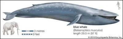 Malgré sa taille impressionnante, le Bruhathkayosaurus n'aurait pas peser aussi lourd que la baleine bleue (taille 27 mètres) et ses...