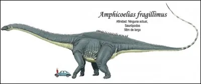 Cependant, certains savants pensent que des dinosaures plus lourds que la baleine bleue ont pu fouler le sol. Amphicoelias fragillimus était autrefois connu par un morceau d'os dont la grandeur laissait supposer que l'animal pouvait approcher les 60 mètres. 
Cet os serait...
