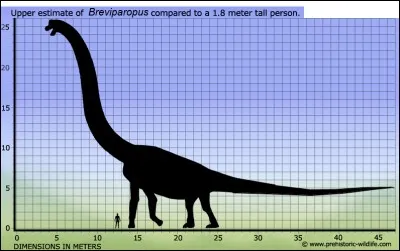 Comme l'Amphicoelias, le Breviparopus serait un dinosaure aux proportions mythiques. 
Cependant il n'est connu que par...