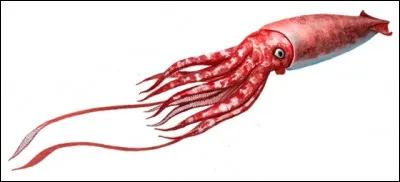 Si on ne prend pas en compte leurs 2 immenses tentacules pouvant atteindre une longueur de 10 mètres, les calamars géants de nos jours...